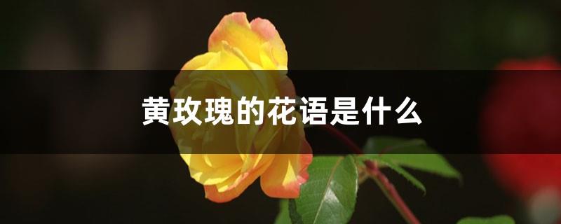 What is the flower language of yellow roses