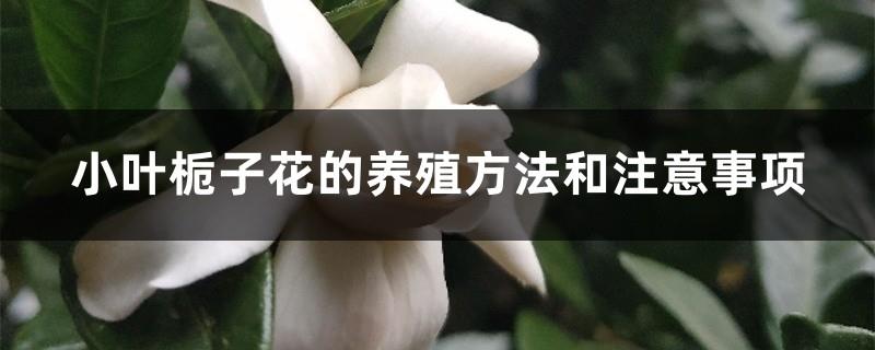 The cultivation methods and precautions of small-leaf gardenia