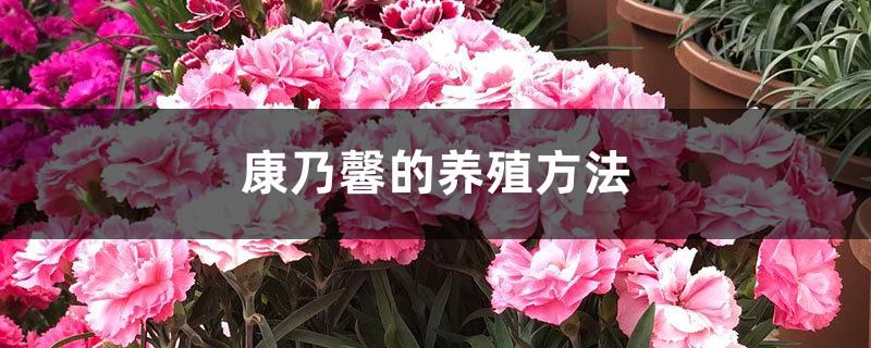 How to breed carnations