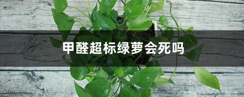 Will pothos die if formaldehyde exceeds the standard?