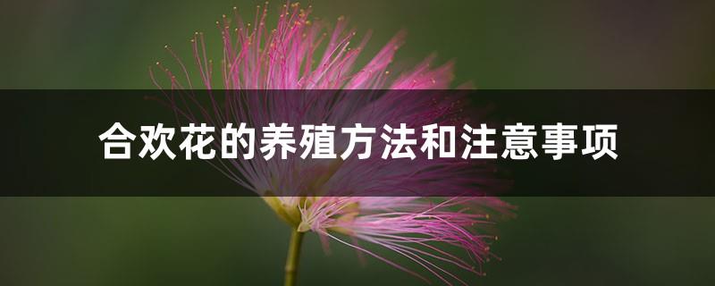 Albizia julibrissin cultivation methods and precautions