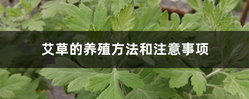 Cultivation methods and precautions of mugwort