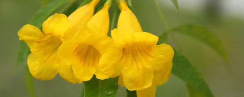 Cultivation methods and precautions for yellow bell flowers