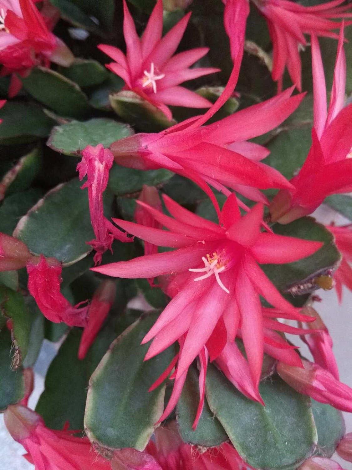 Fake Epiphyllum