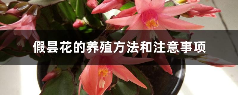 False Epiphyllum cultivation methods and precautions