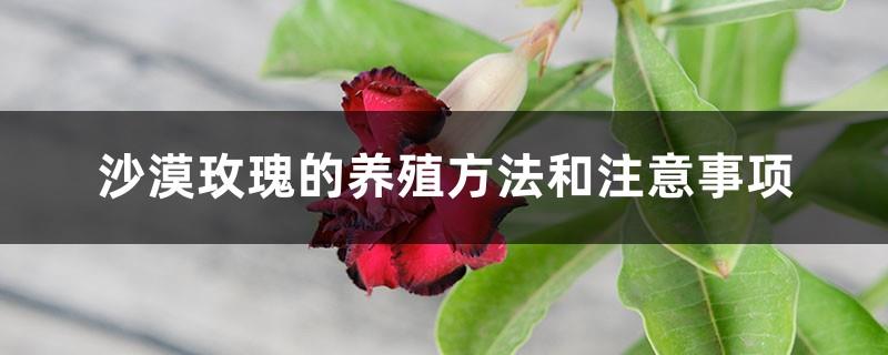 Desert Rose Cultivation Methods and Precautions