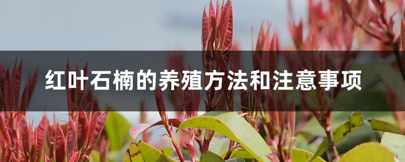 Cultivation methods and precautions of Photinia red-leaf