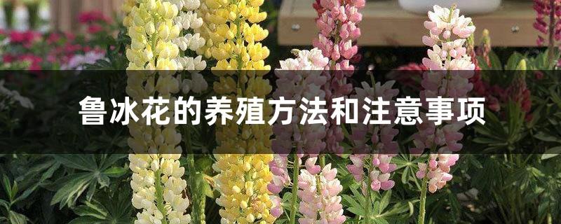 Cultivation methods and precautions for Lupine flowers