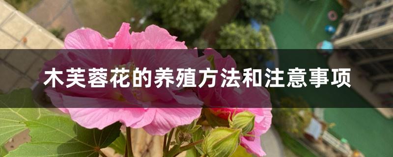 Hibiscus flower cultivation methods and precautions