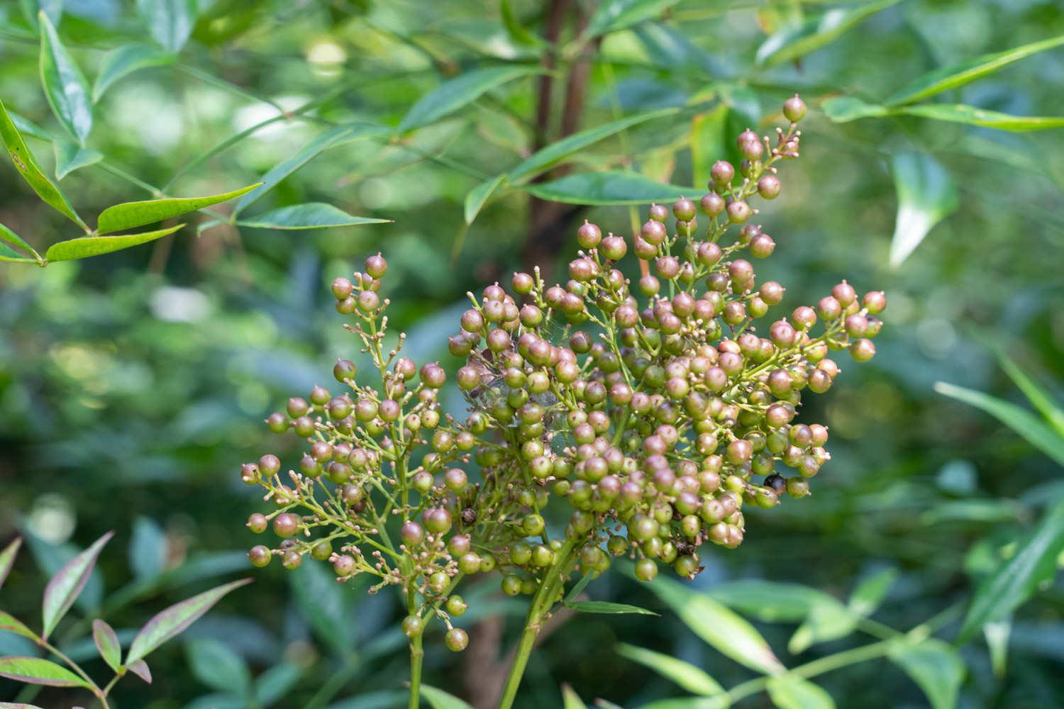 Nandina