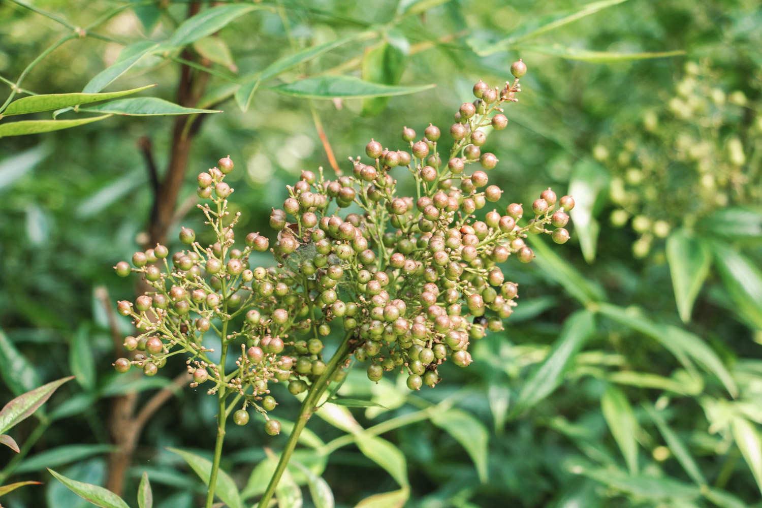 Nandina