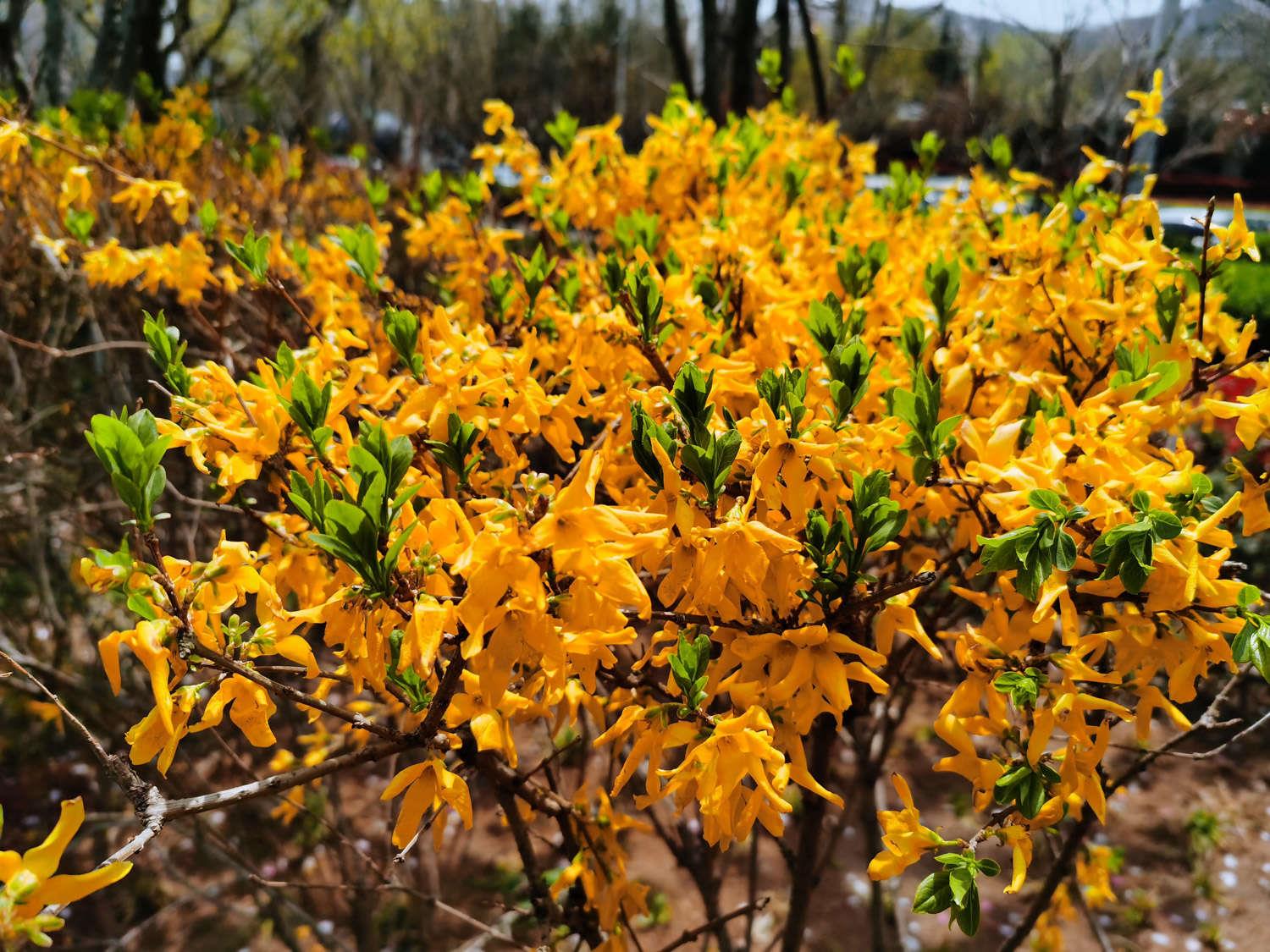 Forsythia