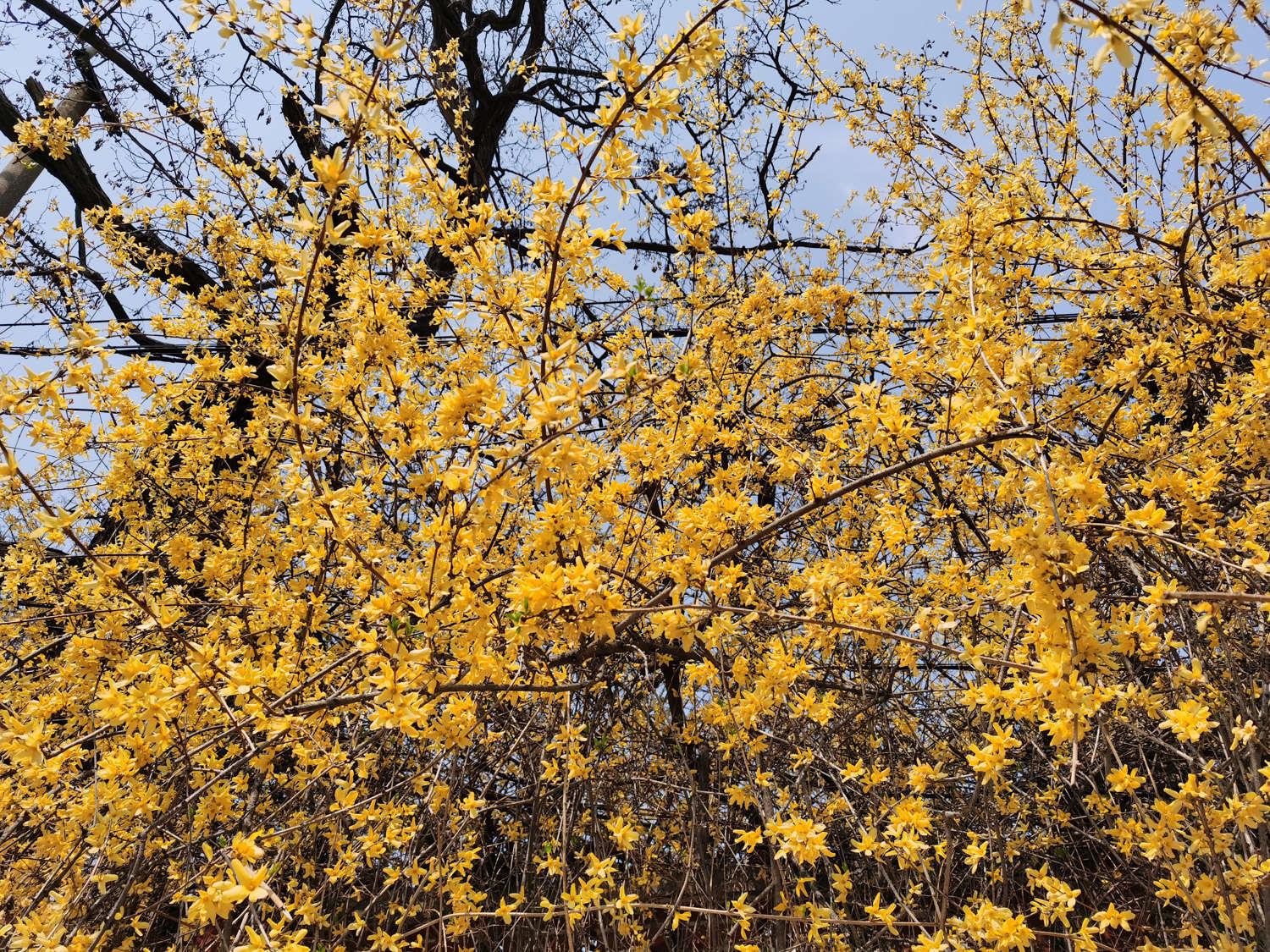 Forsythia