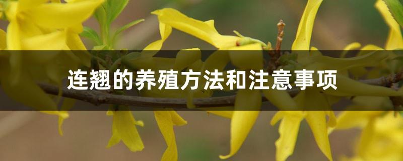 Forsythia's breeding methods and precautions