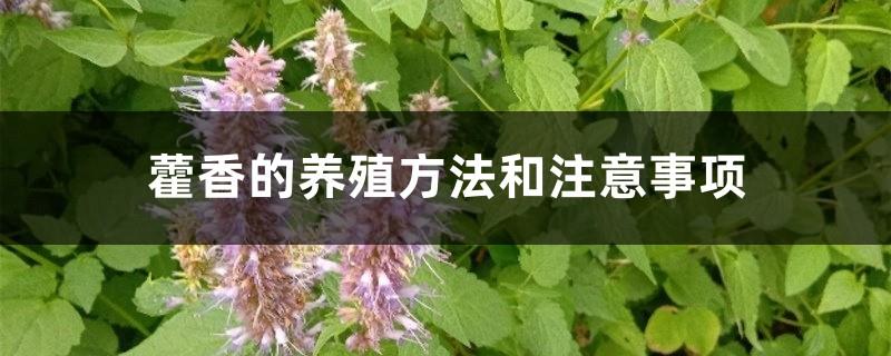 Cultivation methods and precautions of Patchouli