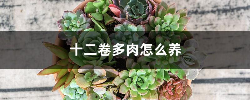 How to raise twelve-volume succulents