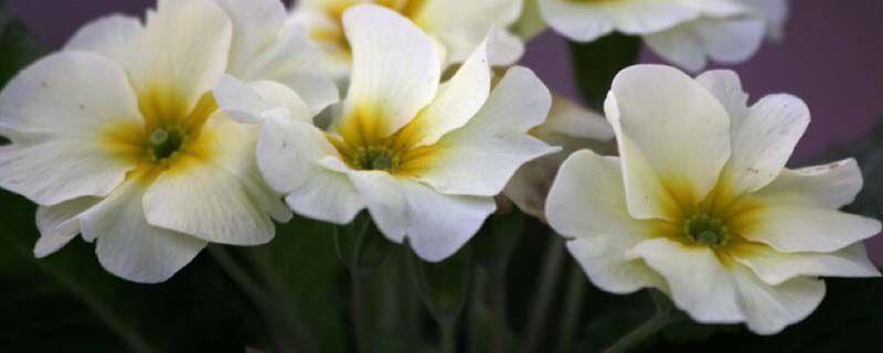 Can mosquito-repellent incense ash grow flowers?