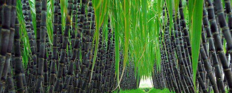 When to plant sugar cane