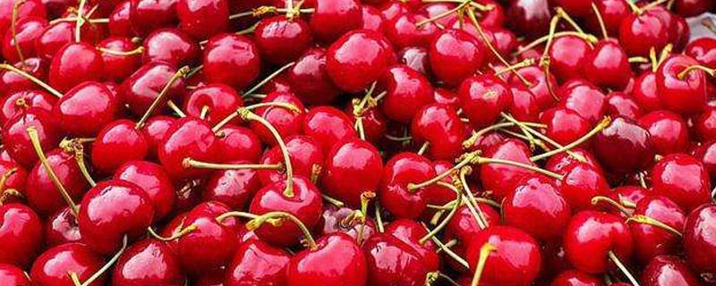 When do Australian cherries mature?