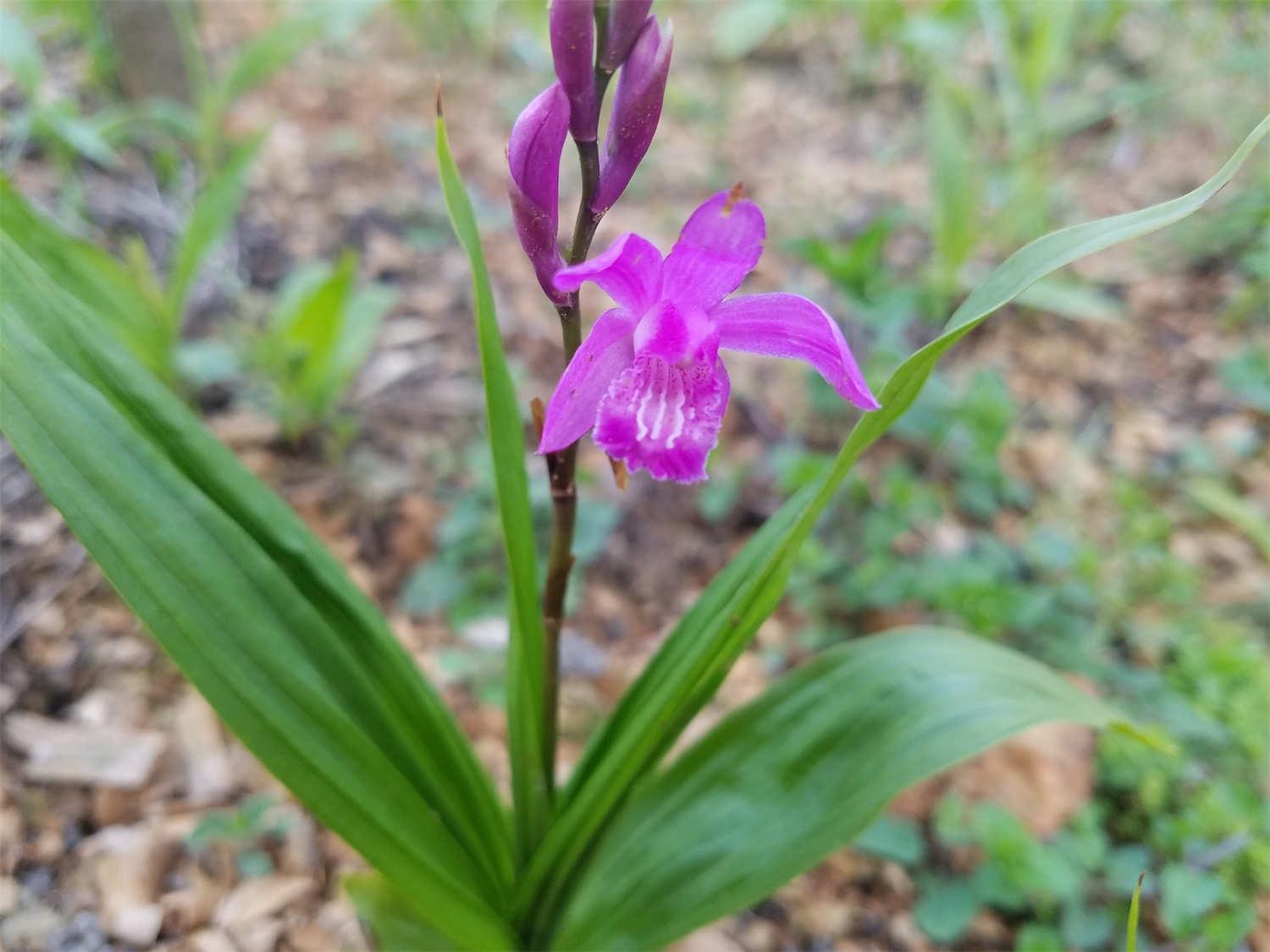 Bletilla striata