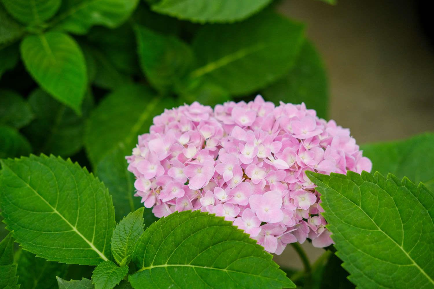 Hydrangea