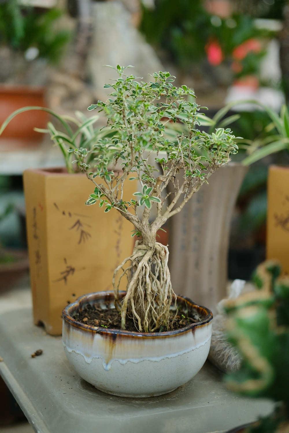 Bonsai