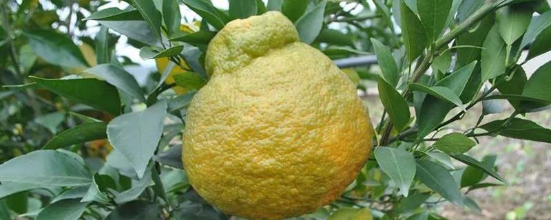 Is ugly tangerine genetically modified? What season is it?