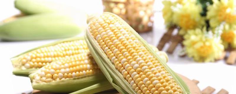 Are fruit corn and sweet corn genetically modified