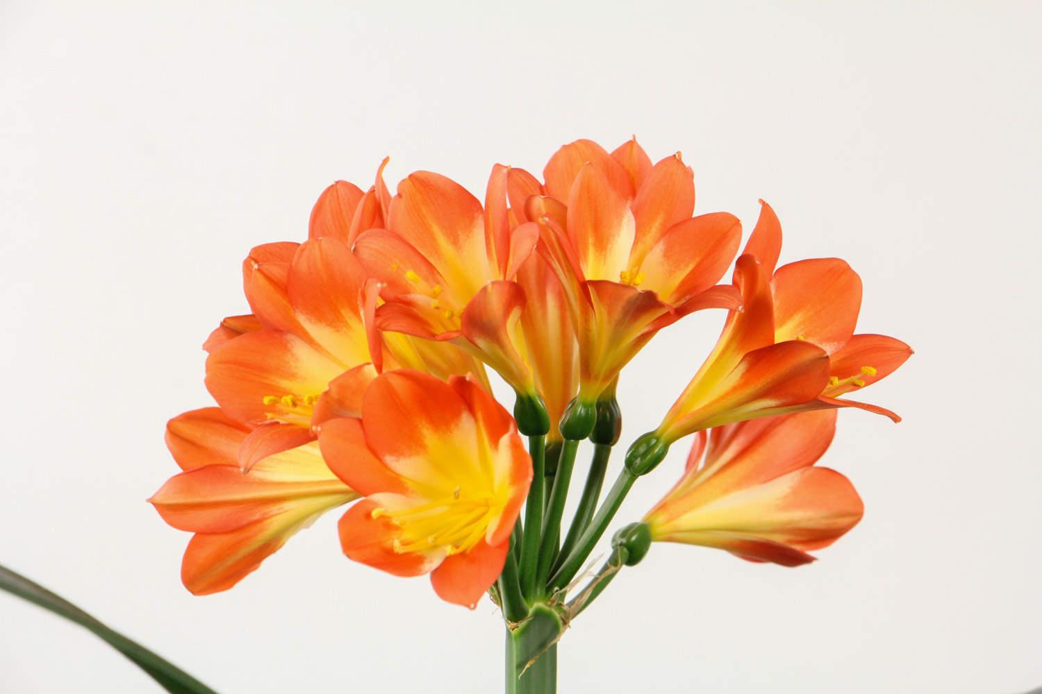 Clivia