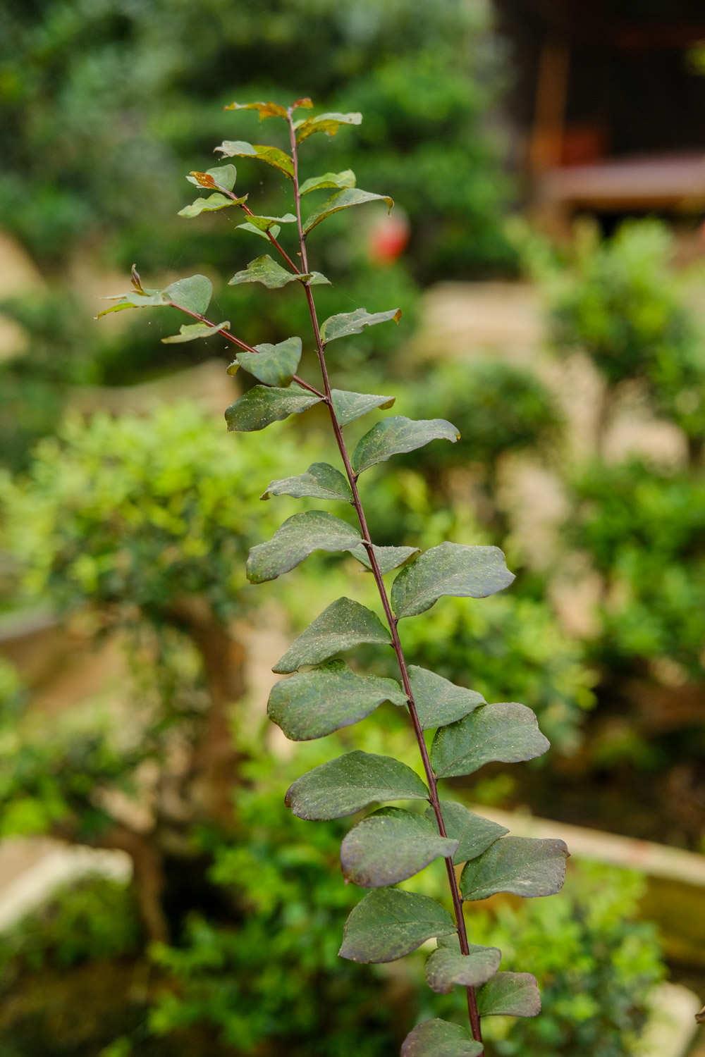 Bonsai