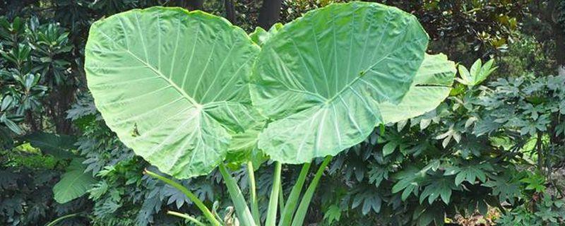 Can the Thousand-Hand Guanyin Flower be grown at home?