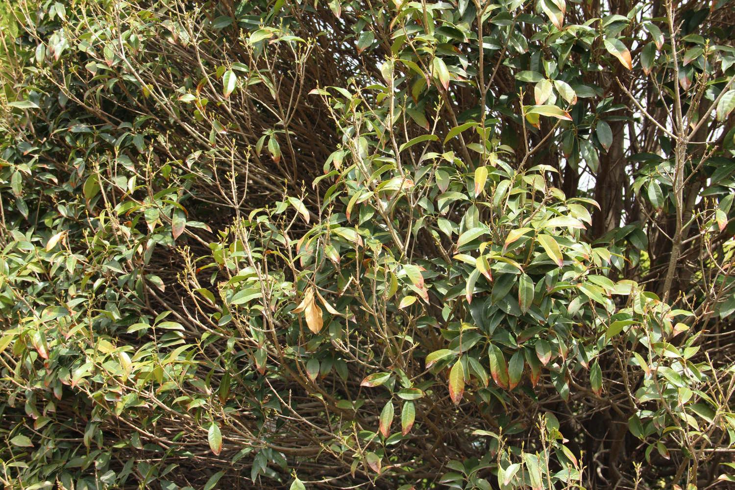 Osmanthus