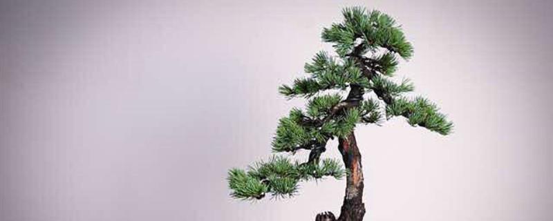 Maintenance Methods for Big Pinus Bonsai