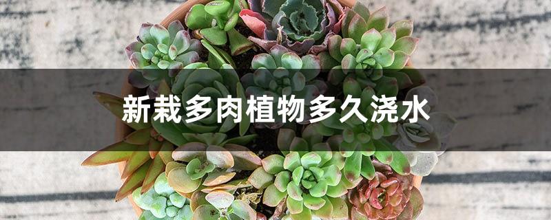 How often to water newly planted succulents