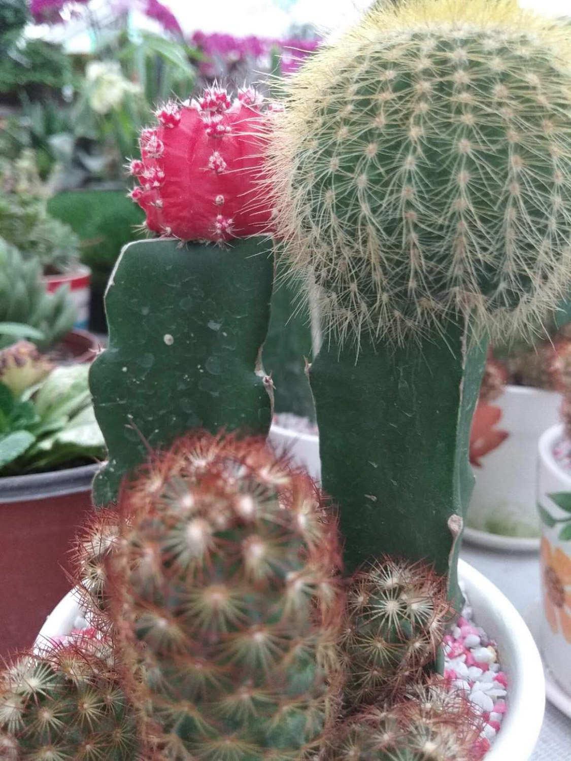 Cactus