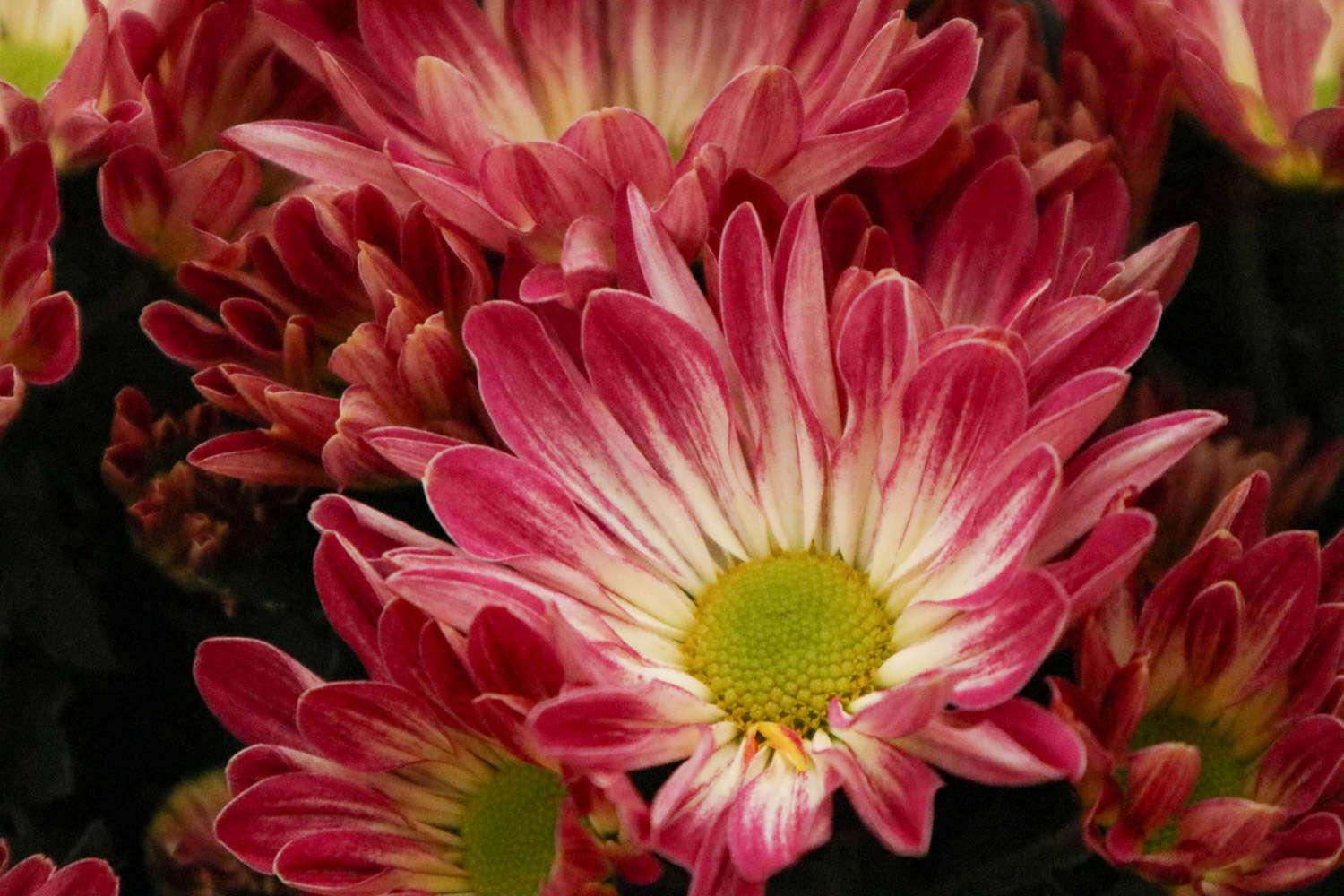 Chrysanthemum