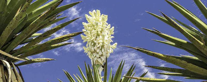 The difference between phoenix orchid and sisal