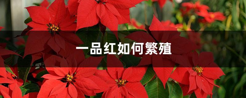 How to Propagate Poinsettias