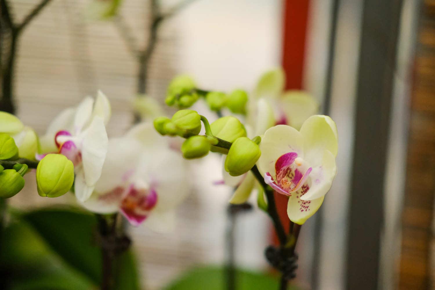 Phalaenopsis