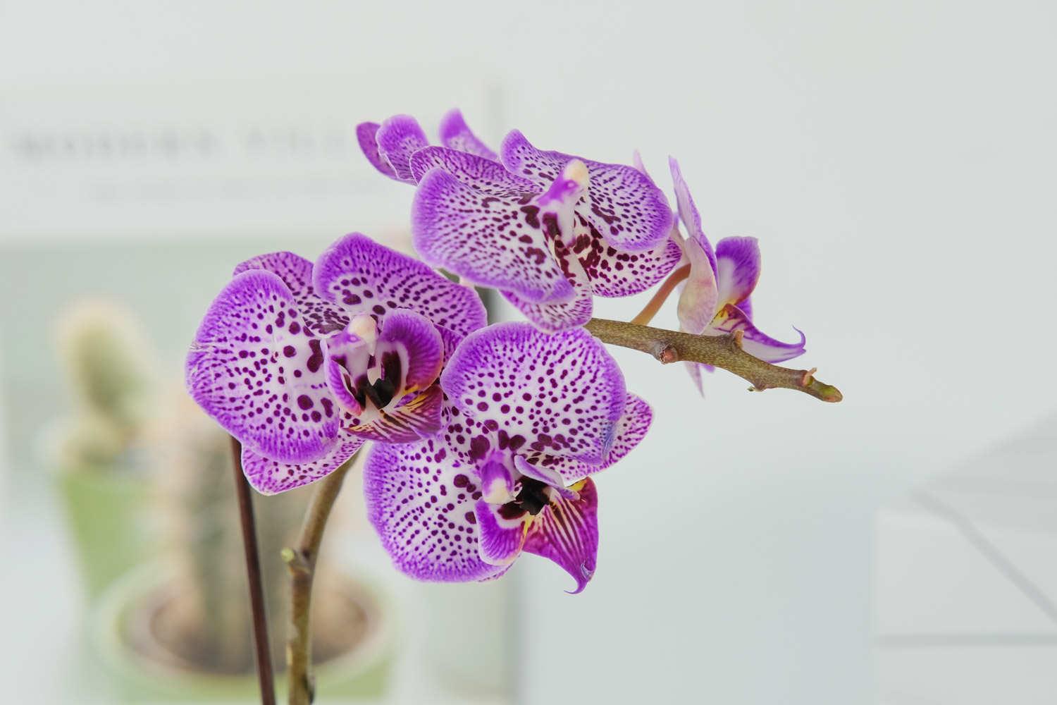 Phalaenopsis