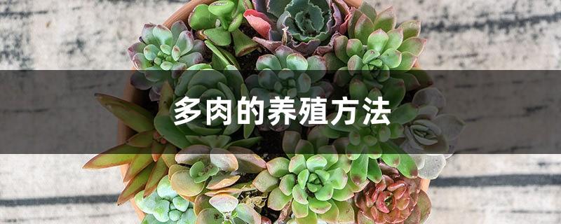 Methods to breed succulents