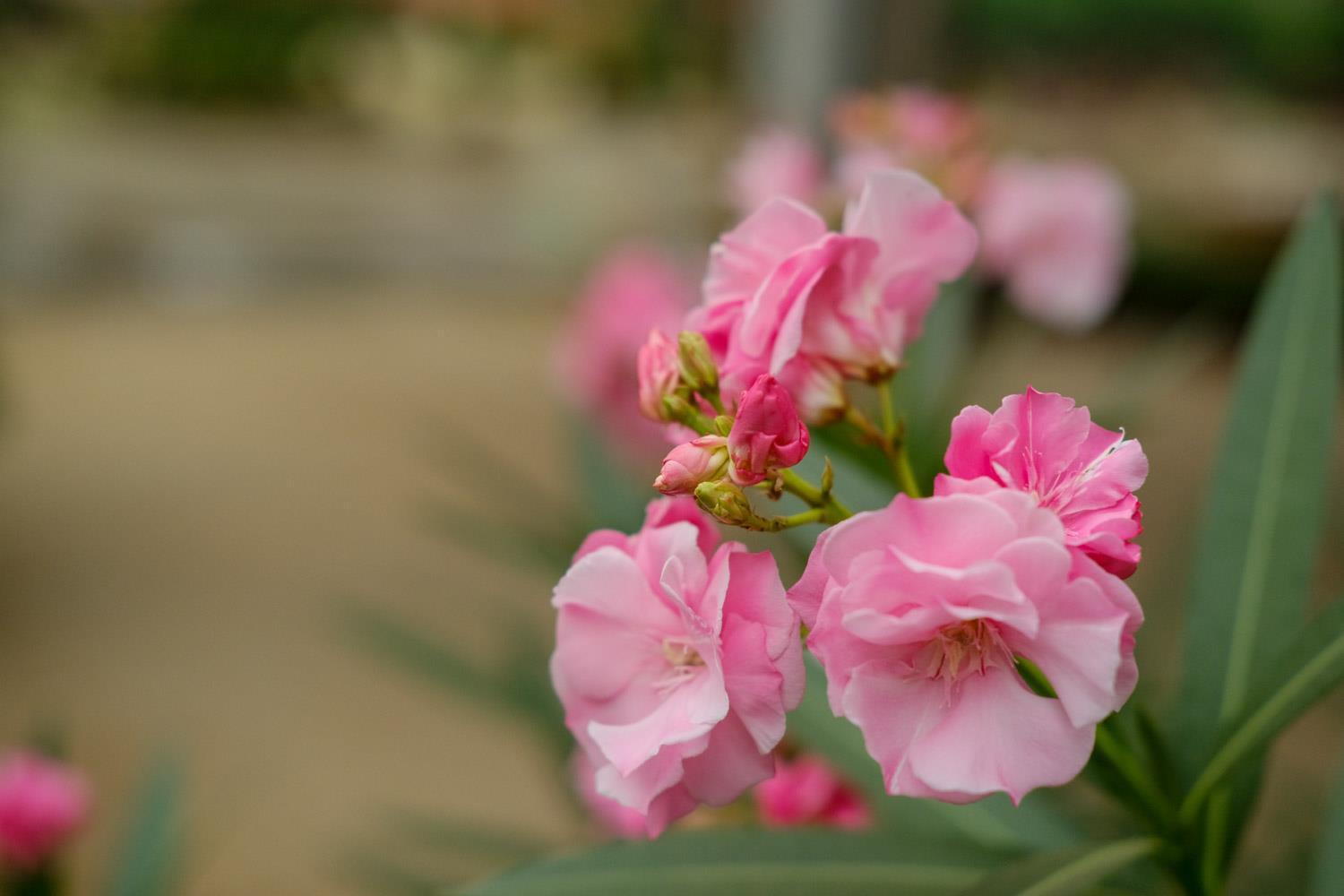 Oleander