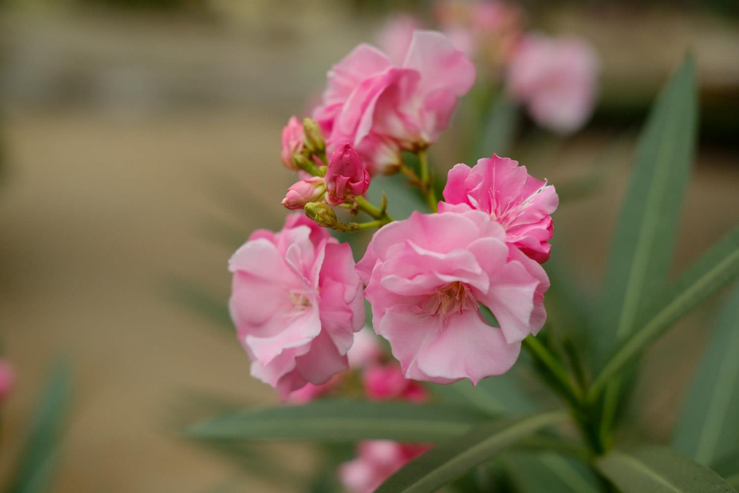 Oleander