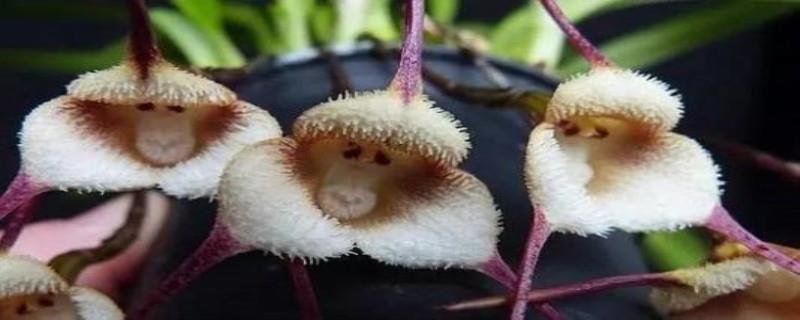 The breeding method of monkey-faced dragon orchid