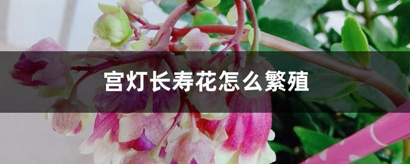 How to propagate palace lantern longevity flower