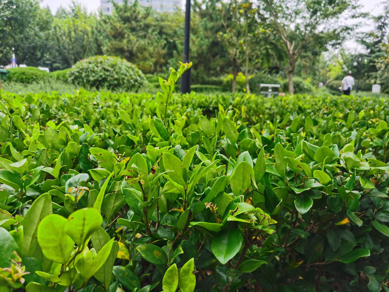 Ligustrum lucidum