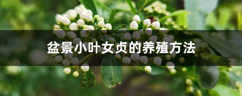 Cultivation methods of bonsai Ligustrum lucidum