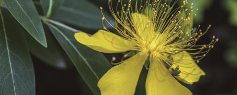 How to Propagate Hypericum