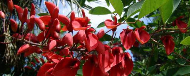 When does the Erythrina flower bloom