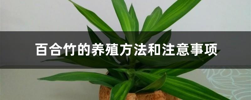 Lily Bamboo Breeding Methods and Precautions